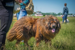 На аэродроме «Коротич» пройдет выставка собак